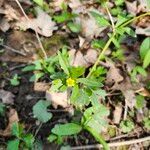 Ranunculus abortivus Feuille