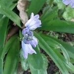 Hyacinthoides hispanica Цвят