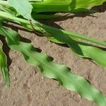 Paspalum fimbriatum Хабит