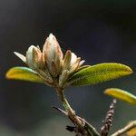 Rhododendron trichostomum Kvet