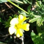 Potentilla inclinata 花