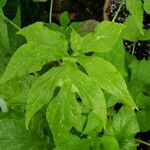 Dorstenia contrajerva Leaf