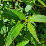 Chaetogastra longifolia Leaf