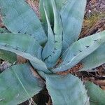 Agave havardiana Агульны выгляд