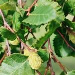 Nothofagus alpina ഫലം