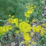 Smyrnium perfoliatum Leaf