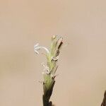 Chascanum marrubiifolium 花
