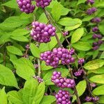 Callicarpa americana Φρούτο