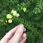 Acacia verticillata Floare