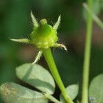 Kallstroemia pubescens Fruto