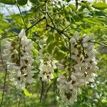 Acacia acanthaster 花