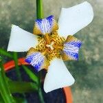 Trimezia northiana Flower