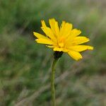 Scorzoneroides autumnalis Flor