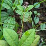 Wallenia yunquensis