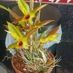 Catasetum osculatum Flor