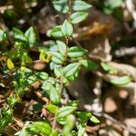 Vaccinium microcarpum Leaf