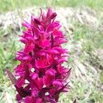 Dactylorhiza sambucinaFlower