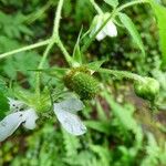 Rubus rosifolius Gyümölcs