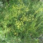 Seseli peucedanoides Flor