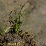 Eleocharis parvula Natur