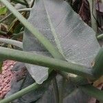 Spathiphyllum cannifolium Leaf