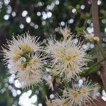 Syzygium cumini Flower