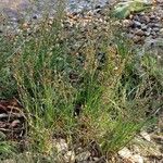 Juncus compressus Habitus