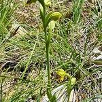 Ophrys lutea Habit