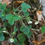 Potentilla sterilis Leaf