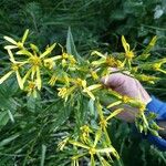 Senecio hercynicusFiore