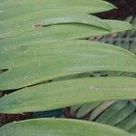 Encephalartos pterogonus पत्ता