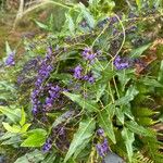 Hardenbergia comptoniana Flower