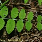 Vicia dumetorum Blad