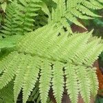 Athyrium filix-femina Deilen