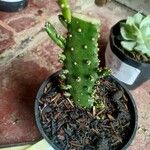 Opuntia monacantha 葉