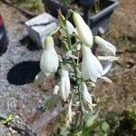 Anthericum liliago ফুল