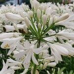 Agapanthus africanus പുഷ്പം