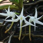 Cyrtorchis hamata Flower