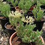 Caralluma arabica Hoja
