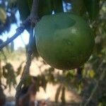 Strychnos madagascariensis Frucht
