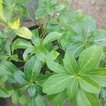 Pachysandra terminalisΦύλλο