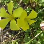 Oxalis pes-caprae Цветок