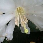 Rhododendron konori Blüte