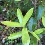 Eucryphia cordifolia Egyéb