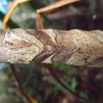 Cordyline mauritiana Bark