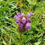 Prunella grandiflora Virág