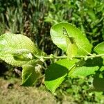 Salix aurita Liść