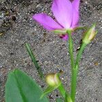 Talinum paniculatum Çiçek