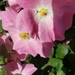 Rosa nutkana Flower