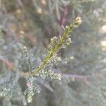 Juniperus excelsa Лист